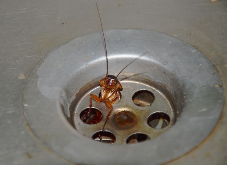 blatta che fuoriesce dallo scarico del lavandino